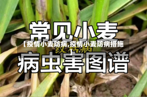 【疫情小麦防病,疫情小麦防病措施】