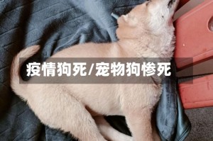 疫情狗死/宠物狗惨死