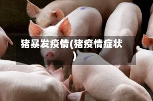猪暴发疫情(猪疫情症状)