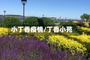 小丁香疫情/丁香小苑