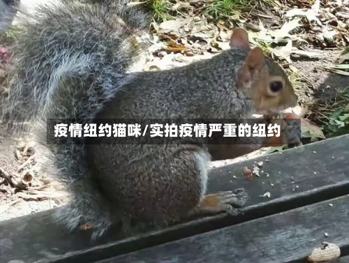 疫情纽约猫咪/实拍疫情严重的纽约-第1张图片