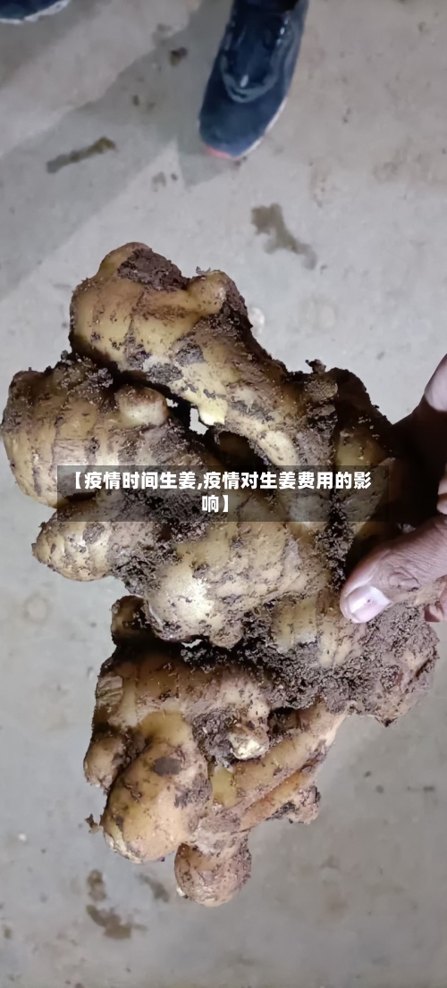 【疫情时间生姜,疫情对生姜费用的影响】-第1张图片