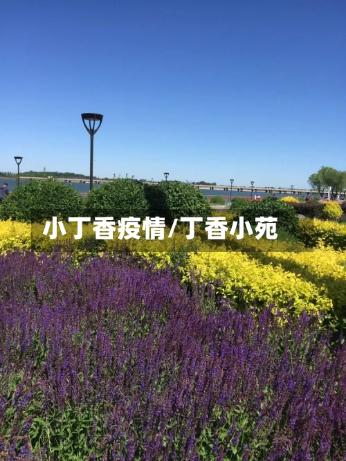 小丁香疫情/丁香小苑-第1张图片