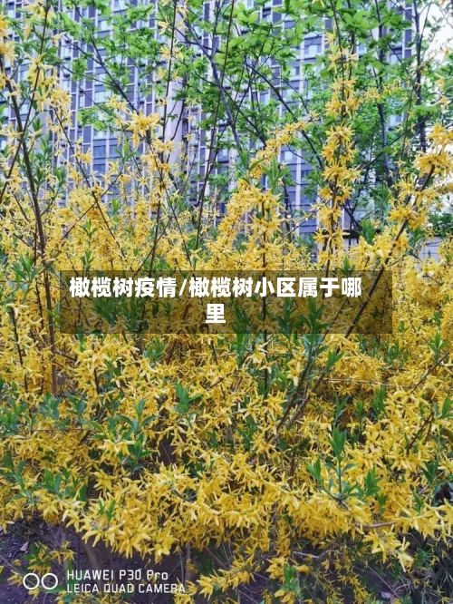 橄榄树疫情/橄榄树小区属于哪里-第1张图片