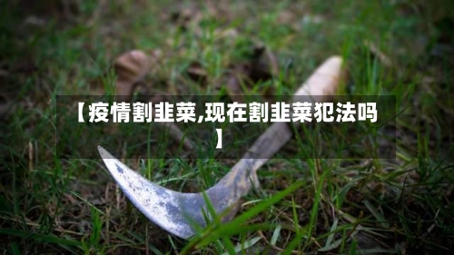 【疫情割韭菜,现在割韭菜犯法吗】-第1张图片