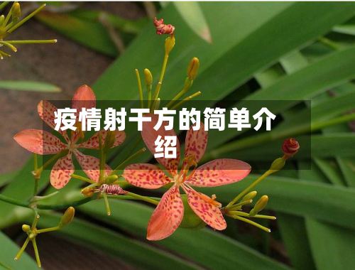 疫情射干方的简单介绍-第1张图片