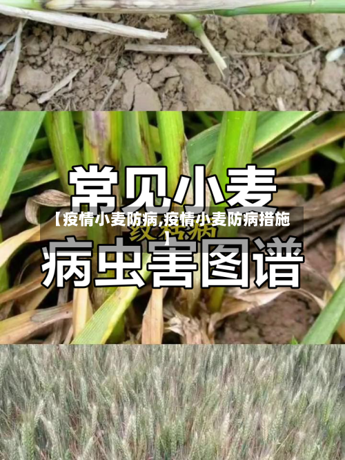 【疫情小麦防病,疫情小麦防病措施】-第1张图片