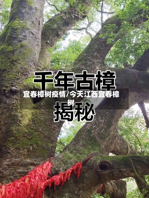 宜春樟树疫情/今天江西宜春樟树-第1张图片