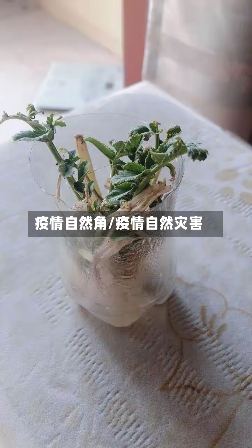 疫情自然角/疫情自然灾害-第1张图片