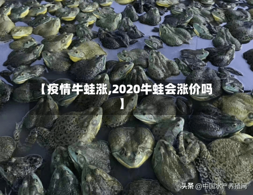 【疫情牛蛙涨,2020牛蛙会涨价吗】-第1张图片