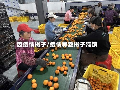 因疫情橘子/疫情导致橘子滞销-第1张图片
