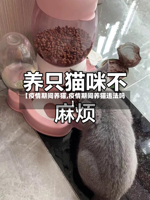 【疫情期间养猫,疫情期间养猫违法吗】-第2张图片