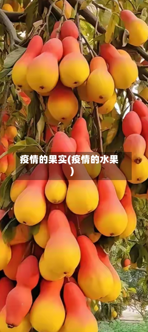疫情的果实(疫情的水果)-第1张图片