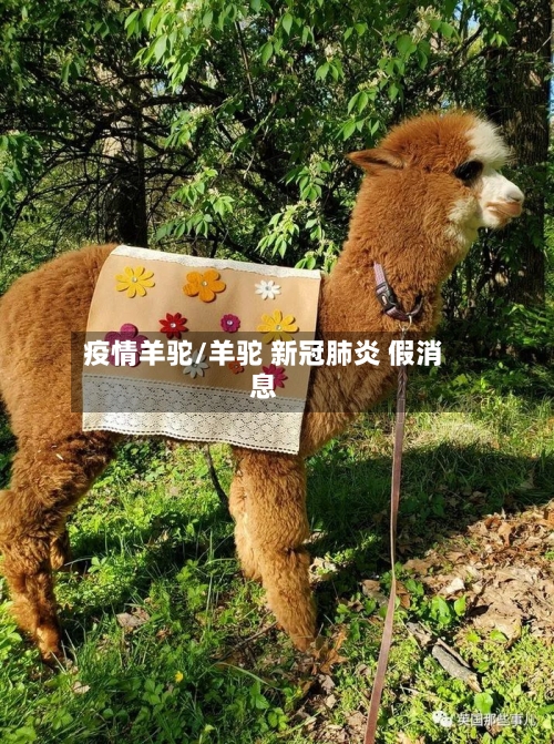 疫情羊驼/羊驼 新冠肺炎 假消息-第1张图片