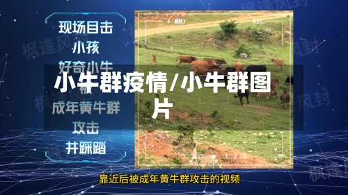 小牛群疫情/小牛群图片-第1张图片
